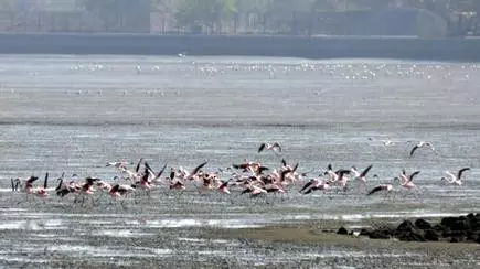 Food chain at sewri flamingo beach