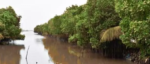 Kerala-mangroves