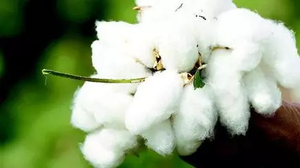 Cotton Corporation Of India Urged To Release Cotton Lint Stock At - 