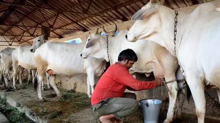 Dairy sector handled the lockdown well - The Hindu BusinessLine